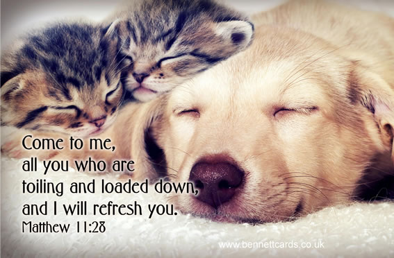 Fridge Magnet - Matthew 11v28 - Kittens and Dog 