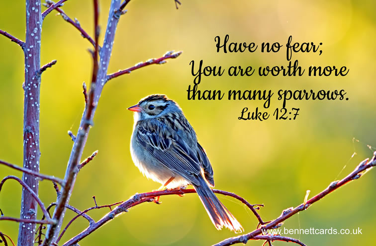 FRIDGE MAGNET - Sparrows - Luke 12:7 