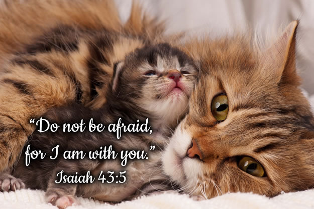 FRIDGE MAGNET - Cat and Kitten - Isaiah 43:5 