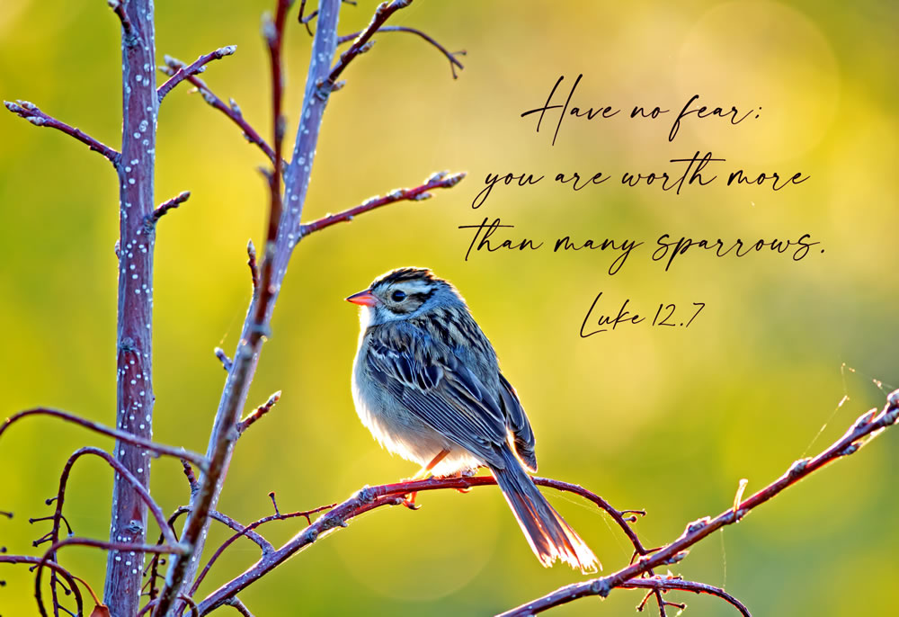 GREETINGS CARD - Encouragement - Sparrows - Luke 12:7 